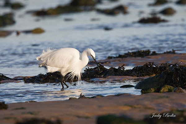 Vous trouverez l'aigrette à marée basse sur nos côtes à la recherche de nourriture.